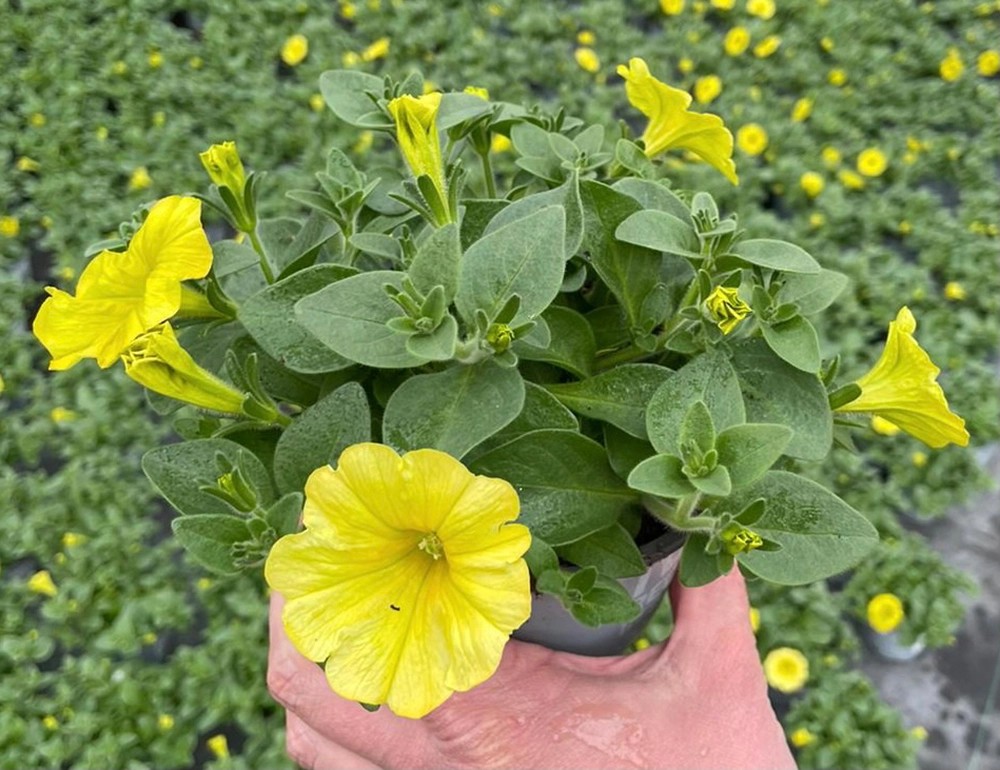 Obi Petunia () Obi Petunia