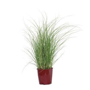 Trávy v kvetináči, výška cca 30 cm, od GROW by OBI. Okrasná tráva do záhrady a na balkón.