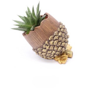 Haworthie v orechovej nádobe, izbová rastlina, kvetináč cca 16 cm.