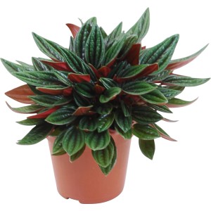 Pepřinec (Peperomia) v kvetináči so zelenými a červenými listami, výška cca 15-25 cm. Okrasná rastlina.