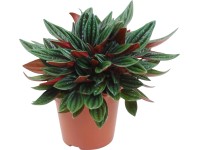 Peprinec (Peperomia), rôzne odrody, pr. cca 12 x 15 - 25 cm