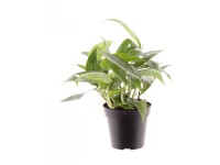 big plants Fiddle Leaf Fig Potted Houseplant main image 1