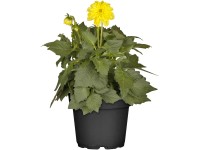 OBI Záhradná georgína priemer kvetináča cca 19 cm Dahlia