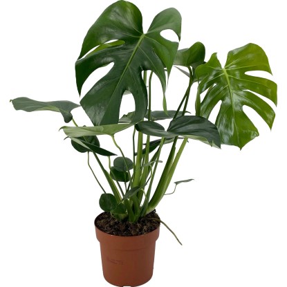 GROW by OBI Monstera skvelá (Monstera deliciosa), pr. cca 17 x 60-75 cm