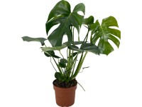 GROW by OBI Monstera skvelá (Monstera deliciosa), pr. cca 17 x 60-75 cm