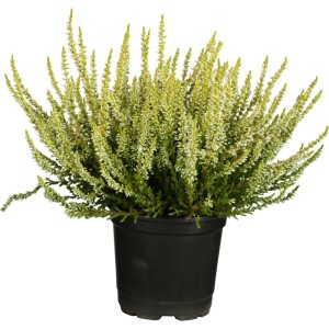 Vresovec farebný mix v kvetináči, cca 13 cm Ø. Mrazuvzdorná Calluna vulgaris pre záhony, balkóny a terasy.