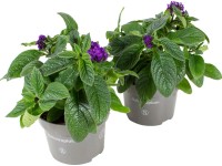 Grow by OBI Otočník (Heliotropium arborescens), modrý, pr. cca 13 cm