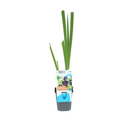 Kosatec Black Gamecock (Iris Louisiana), pr. cca 9 cm