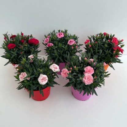 GROW by OBI Hvozdík záhradný (Dianthus caryophyllus) "Oscar" výška 30 cm