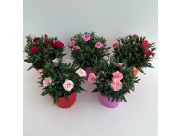 GROW by OBI Hvozdík záhradný (Dianthus caryophyllus) 