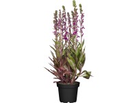 GROW by OBI Okrasná šalvia (Salvia interspecific), výška 20-30 cm