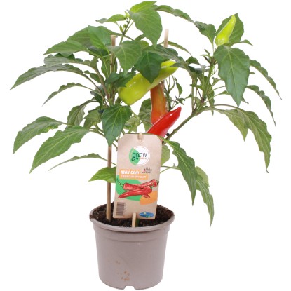 GROW by OBI Paprika "Mild Chili" tricolor (Capsicum annuum) Pick&Joy, pr. 14cm