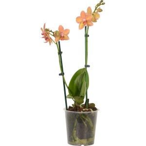 Motýlia orchidea (Phalaenopsis) s oranžovo-žltými kvetmi v kvetináči.