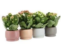 Kolopejka vďačná (Kalanchoe Blossfeldiana) v keram. kvetináči, pr. kv. 9 cm