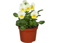 OBI Fialka ostrohatá priemer kvetináča cca 11 cm Viola cornuta