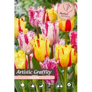Farebné tulipány "Artistic Graffiti" ako cibuľky do záhrady.