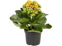 Kalanchoe Blossfeldova 