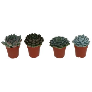 Rôzne sukulenty Echeveria "Rosetta" v kvetináčoch, okrasná rastlina.