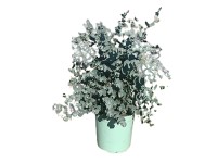 Landgard Eukalyptus cinerea (Eucalyptus cinerea) cca výška 20-40 cm, pr. 17 cm