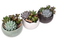 Aranžmán zo sukulentov v keramickej nádobe priemer kvetináča cca 13 cm