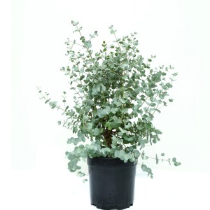 GROW by OBI Eukalyptus Azura v kvetináči 5 l, výška cca 30-40 cm.