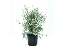 OBI Eukalyptus gunnii (Eucalyptus gunnii) 