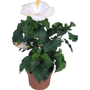 Ibištek čínsky Hawaii Mix v kvetináči, cca 13 cm Ø, s bielym kvetom.