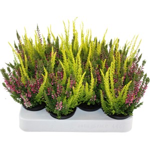 Vres Beauty Ladies Mini Trio v kvetináči, Calluna vulgaris, s farebnými kvetmi a listami.