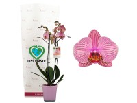 OBI Orchidea motýľokvetá (Phalaenopsis) biela, biely sklenený kvetináč pr.12cm