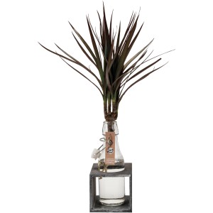 Hydroponické aranžmán s Dracaena Magenta v sklenenej váze na sivom drevenom podstavci, kvetináč cca 8 cm.
