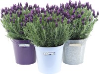 GROW by OBI Levanduľa francúzska (Lavandula stoechas) 