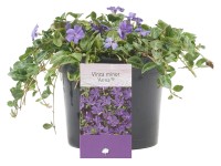 OBI Farbienok menší (Vinca minor), cca 5-10 cm, kv. cca 1,5 l OBI Farbienok menší (Vinca minor), cca 5-10 cm, kv. cca 1,5 l