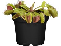 Mucholapka americká priemer kvetináča cca 12 cm Dionaea Mucholapka americká priemer kvetináča cca 12 cm Dionaea