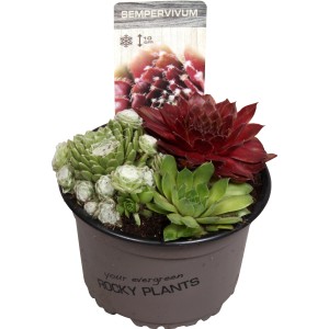 Viacfarebný OBI skalnica (Sempervivum) v kvetináči, priemer cca 14 cm.