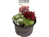OBI Skalnica zelená viacfarebná priemer kvetináča cca 14 cm Sempervivum