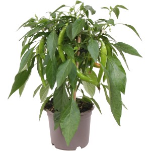 GROW by OBI Chilli paprička Hot Chili Pick & Joy v kvetináči, so zelenými papričkami a listami.
