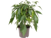 OBI Chilli paprička Pick & Joy pr. kvetináča 12 cm, výška 30-35 cm