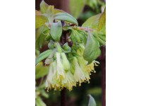 Zemolez kamčatský (lonicera kamtschatica) Ice Baer