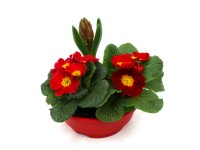 Jarná misa kvetov priemer kvetináča cca 16 cm