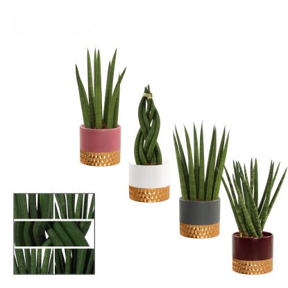 Svokrin jazyk (Sansevieria Cylindrica) v keram. kv., rôzne druhy, pr. kv. 9 cm