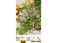 GardenSeed Premium Semienka Koriander (Coriandrum Sativum), 3 g