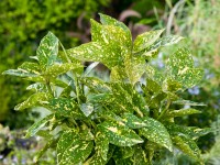 OBI Aukuba japonská výška cca 40 cm kvetináč cca 5 l Aucuba japonica