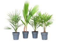 GROW by OBI Rôzne druhy paliem cca 30 cm, kvetináč 3 l
