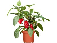 Paprika priemer kvetináča cca 9 cm