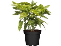 OBI Aukuba japonská 