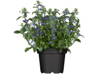 Lobelka drobná priemer kvetináča cca 11 cm