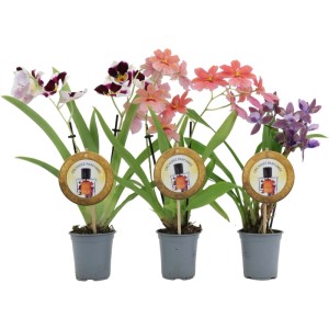 GROW by OBI Voňavá orchidea Parfumée v rôznych farbách v kvetináči s priemerom 9 cm.