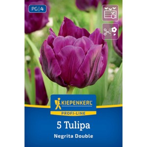 Plnokvetý fialový tulipán 'Negrita Double' od Kiepenkerl. Cibuľka do záhrady a kvetináča, vhodný na rez.