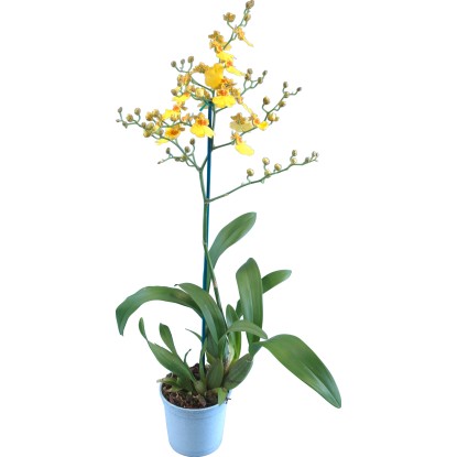 Orchidea Oncidium 1výhonková priemer kvetináča cca 12 cm žltá