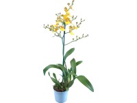 Orchidea Oncidium 1výhonková priemer kvetináča cca 12 cm žltá